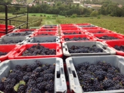 Vendanges 2013