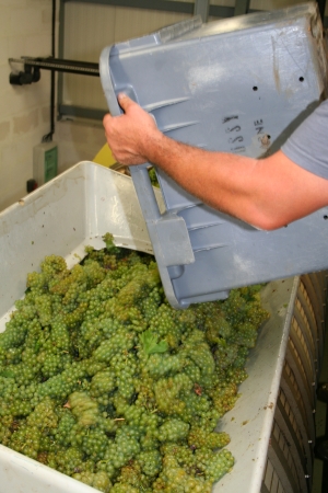 Champagne FALLET Jean-Luc et Alexandra - Mise en presse cépage chardonnay