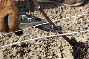 Champagne FALLET Jean-Luc et Alexandra - La taille