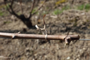 Champagne FALLET Jean-Luc et Alexandra - Brin de vigne lié