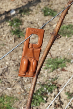 Champagne FALLET Jean-Luc et Alexandra - Lutte contre les prédacteurs