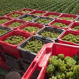 Champagne FALLET Jean-Luc et Alexandra - Vendanges 2013 