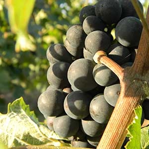 Champagne FALLET Jean-Luc et Alexandra - Une Viticulture bien pensée 